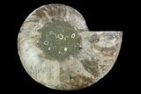 Agatized Ammonite Fossil (Half) - Madagascar #88176-1